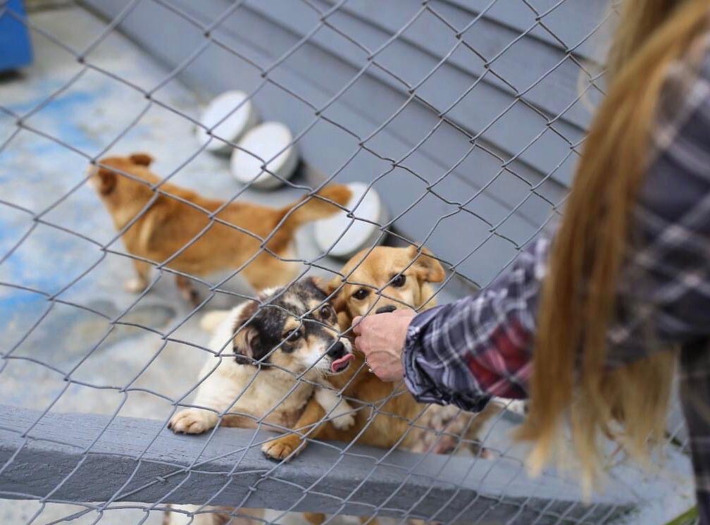 Adoção comunitária garante bem-estar de pets de rua