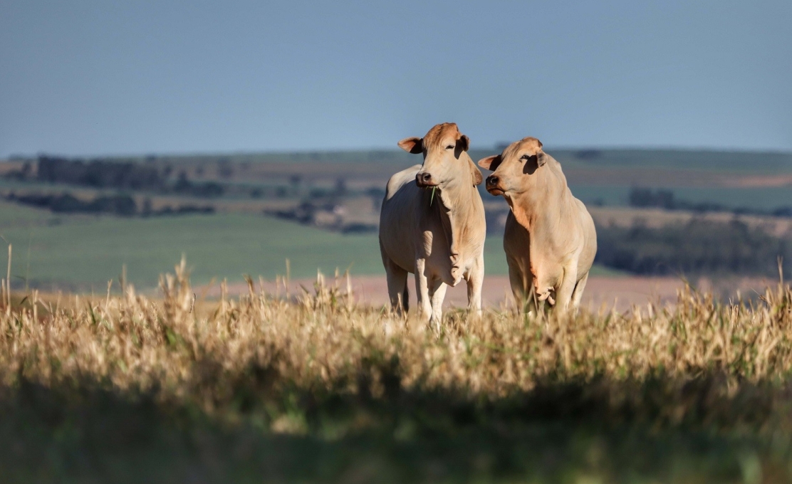 Atenção produtor rural: Campanha de Atualização de Rebanhos já está aberta; prazo encerra no dia 30 de junho